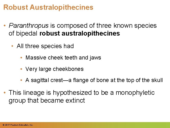 Robust Australopithecines • Paranthropus is composed of three known species of bipedal robust australopithecines Robust Australopithecines • Paranthropus is composed of three known species of bipedal robust australopithecines