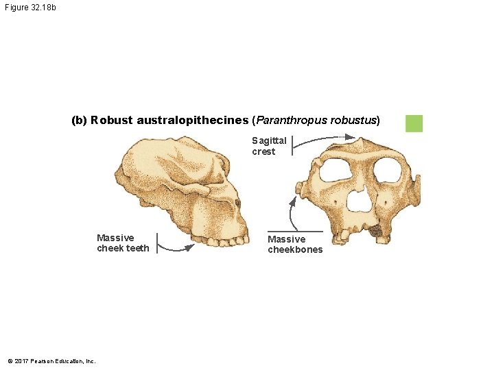 Figure 32. 18 b (b) Robust australopithecines (Paranthropus robustus) Sagittal crest Massive cheek teeth Figure 32. 18 b (b) Robust australopithecines (Paranthropus robustus) Sagittal crest Massive cheek teeth