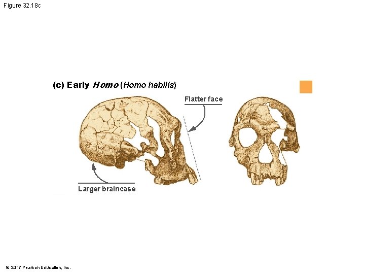 Figure 32. 18 c (c) Early Homo (Homo habilis) Flatter face Larger braincase © Figure 32. 18 c (c) Early Homo (Homo habilis) Flatter face Larger braincase ©