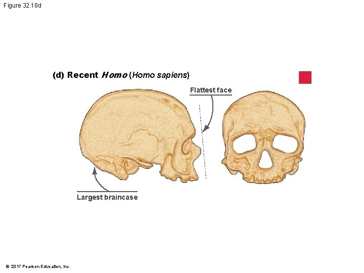 Figure 32. 18 d (d) Recent Homo (Homo sapiens) Flattest face Largest braincase © Figure 32. 18 d (d) Recent Homo (Homo sapiens) Flattest face Largest braincase ©