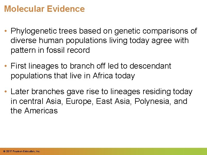 Molecular Evidence • Phylogenetic trees based on genetic comparisons of diverse human populations living Molecular Evidence • Phylogenetic trees based on genetic comparisons of diverse human populations living