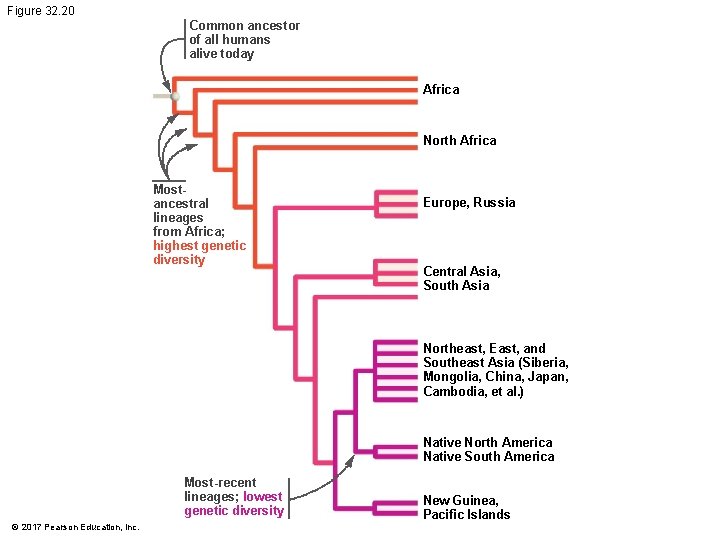 Figure 32. 20 Common ancestor of all humans alive today Africa North Africa Mostancestral Figure 32. 20 Common ancestor of all humans alive today Africa North Africa Mostancestral