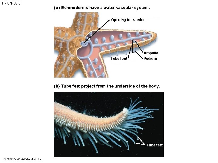 Figure 32. 3 (a) Echinoderms have a water vascular system. Opening to exterior Ampulla Figure 32. 3 (a) Echinoderms have a water vascular system. Opening to exterior Ampulla