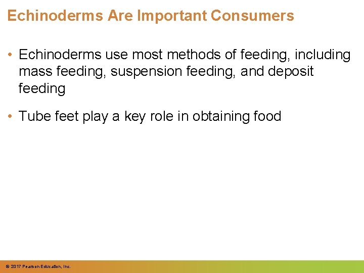 Echinoderms Are Important Consumers • Echinoderms use most methods of feeding, including mass feeding, Echinoderms Are Important Consumers • Echinoderms use most methods of feeding, including mass feeding,