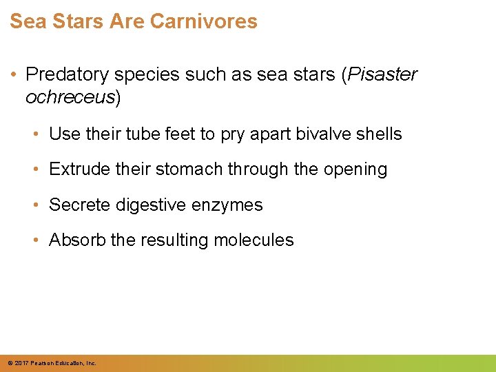 Sea Stars Are Carnivores • Predatory species such as sea stars (Pisaster ochreceus) • Sea Stars Are Carnivores • Predatory species such as sea stars (Pisaster ochreceus) •