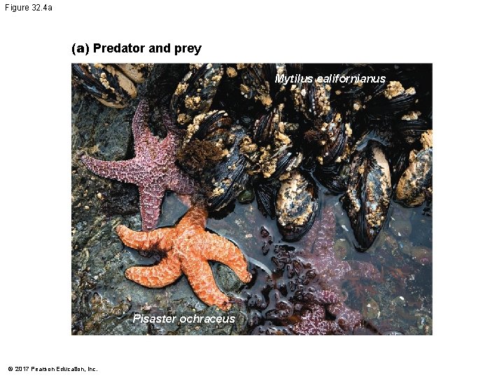 Figure 32. 4 a (a) Predator and prey Mytilus californianus Pisaster ochraceus © 2017 Figure 32. 4 a (a) Predator and prey Mytilus californianus Pisaster ochraceus © 2017