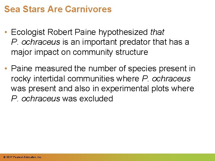 Sea Stars Are Carnivores • Ecologist Robert Paine hypothesized that P. ochraceus is an Sea Stars Are Carnivores • Ecologist Robert Paine hypothesized that P. ochraceus is an