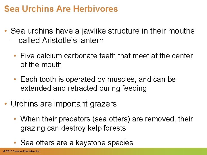 Sea Urchins Are Herbivores • Sea urchins have a jawlike structure in their mouths Sea Urchins Are Herbivores • Sea urchins have a jawlike structure in their mouths