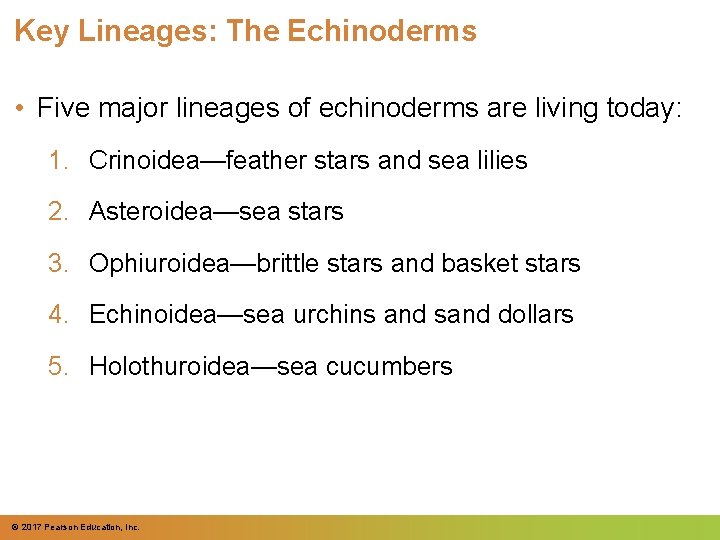 Key Lineages: The Echinoderms • Five major lineages of echinoderms are living today: 1. Key Lineages: The Echinoderms • Five major lineages of echinoderms are living today: 1.