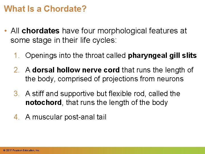 What Is a Chordate? • All chordates have four morphological features at some stage What Is a Chordate? • All chordates have four morphological features at some stage