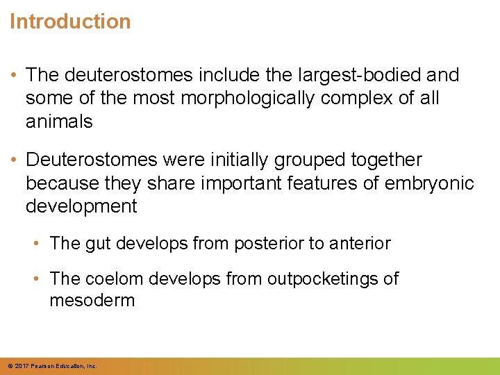 Introduction • The deuterostomes include the largest-bodied and some of the most morphologically complex Introduction • The deuterostomes include the largest-bodied and some of the most morphologically complex