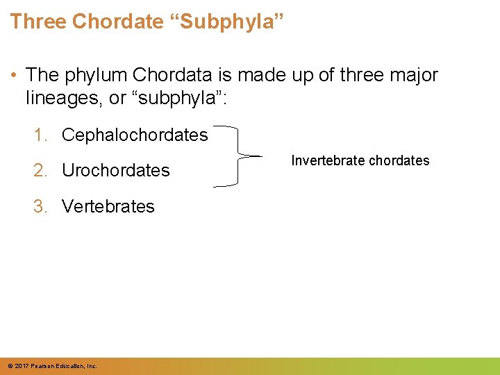 Three Chordate “Subphyla” • The phylum Chordata is made up of three major lineages, Three Chordate “Subphyla” • The phylum Chordata is made up of three major lineages,