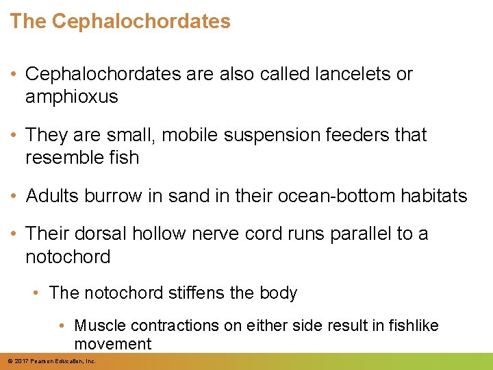 The Cephalochordates • Cephalochordates are also called lancelets or amphioxus • They are small, The Cephalochordates • Cephalochordates are also called lancelets or amphioxus • They are small,