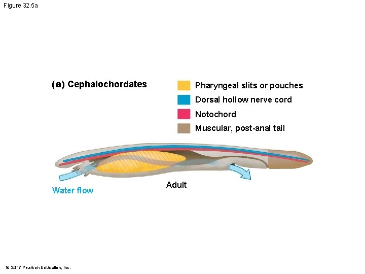 Figure 32. 5 a (a) Cephalochordates Pharyngeal slits or pouches Dorsal hollow nerve cord Figure 32. 5 a (a) Cephalochordates Pharyngeal slits or pouches Dorsal hollow nerve cord