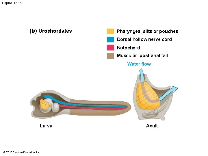 Figure 32. 5 b (b) Urochordates Pharyngeal slits or pouches Dorsal hollow nerve cord Figure 32. 5 b (b) Urochordates Pharyngeal slits or pouches Dorsal hollow nerve cord