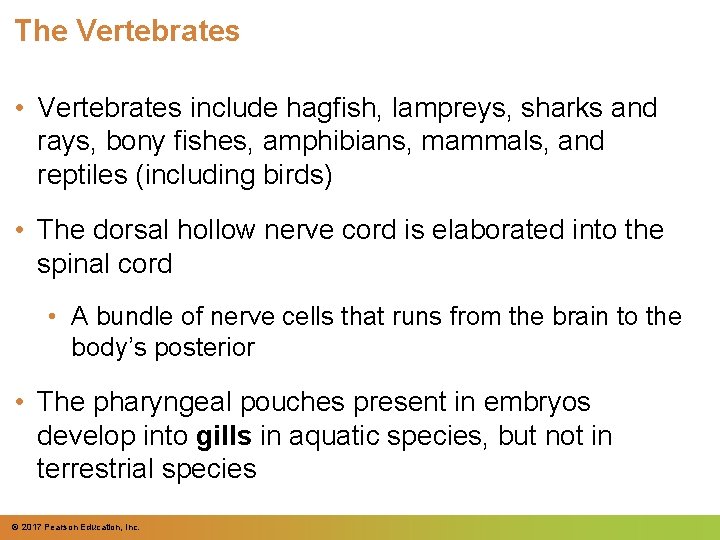 The Vertebrates • Vertebrates include hagfish, lampreys, sharks and rays, bony fishes, amphibians, mammals, The Vertebrates • Vertebrates include hagfish, lampreys, sharks and rays, bony fishes, amphibians, mammals,