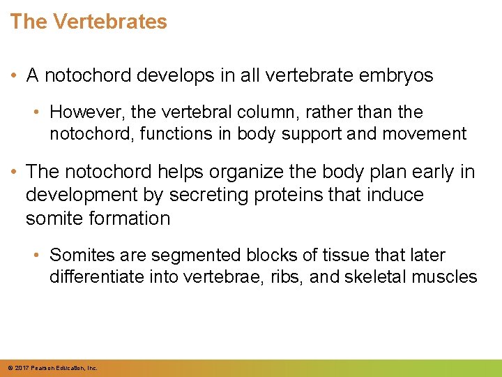 The Vertebrates • A notochord develops in all vertebrate embryos • However, the vertebral The Vertebrates • A notochord develops in all vertebrate embryos • However, the vertebral