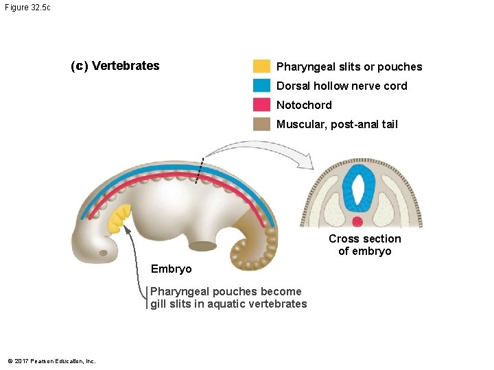 Figure 32. 5 c (c) Vertebrates Pharyngeal slits or pouches Dorsal hollow nerve cord Figure 32. 5 c (c) Vertebrates Pharyngeal slits or pouches Dorsal hollow nerve cord