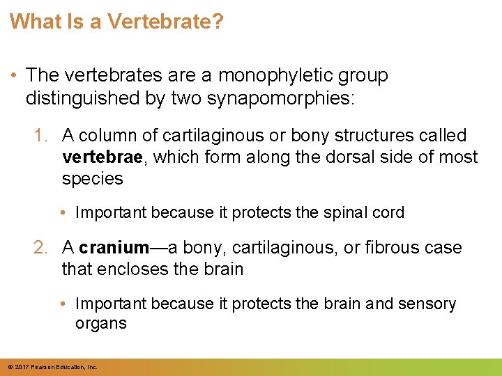 What Is a Vertebrate? • The vertebrates are a monophyletic group distinguished by two What Is a Vertebrate? • The vertebrates are a monophyletic group distinguished by two