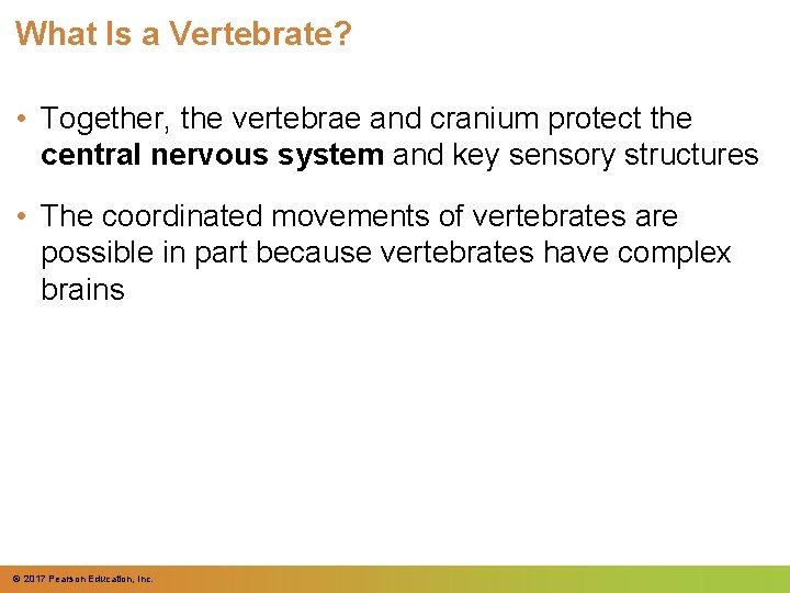 What Is a Vertebrate? • Together, the vertebrae and cranium protect the central nervous What Is a Vertebrate? • Together, the vertebrae and cranium protect the central nervous