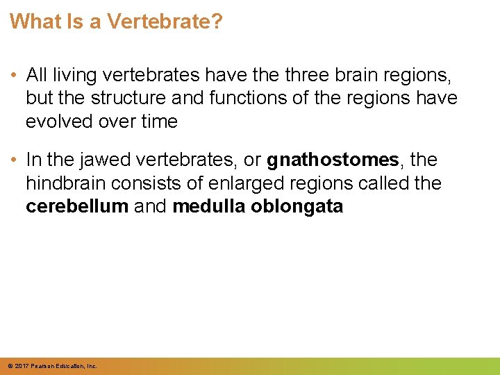 What Is a Vertebrate? • All living vertebrates have three brain regions, but the What Is a Vertebrate? • All living vertebrates have three brain regions, but the