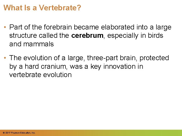 What Is a Vertebrate? • Part of the forebrain became elaborated into a large What Is a Vertebrate? • Part of the forebrain became elaborated into a large