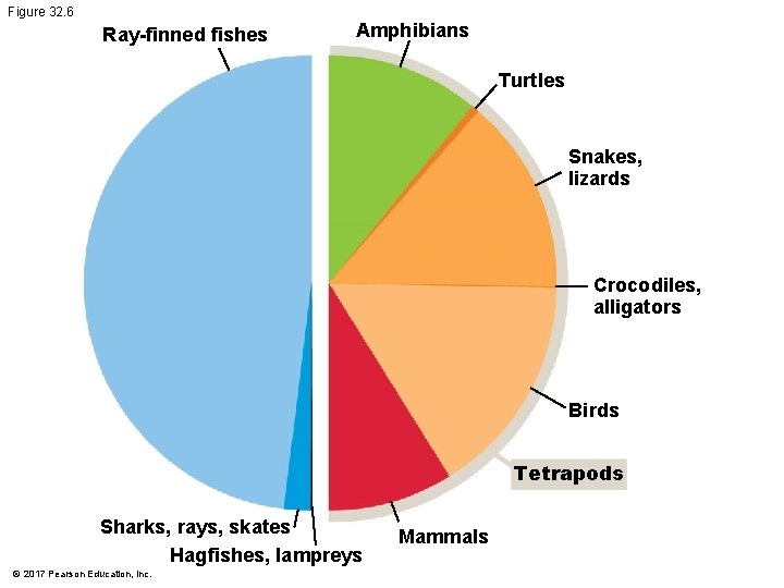Figure 32. 6 Ray-finned fishes Amphibians Turtles Snakes, lizards Crocodiles, alligators Birds Tetrapods Sharks, Figure 32. 6 Ray-finned fishes Amphibians Turtles Snakes, lizards Crocodiles, alligators Birds Tetrapods Sharks,