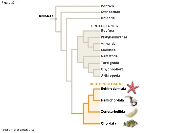 Figure 32. 1 Porifera Ctenophora ANIMALS Cnidaria PROTOSTOMES Rotifera Platyhelminthes Annelida Mollusca Nematoda Tardigrada Figure 32. 1 Porifera Ctenophora ANIMALS Cnidaria PROTOSTOMES Rotifera Platyhelminthes Annelida Mollusca Nematoda Tardigrada