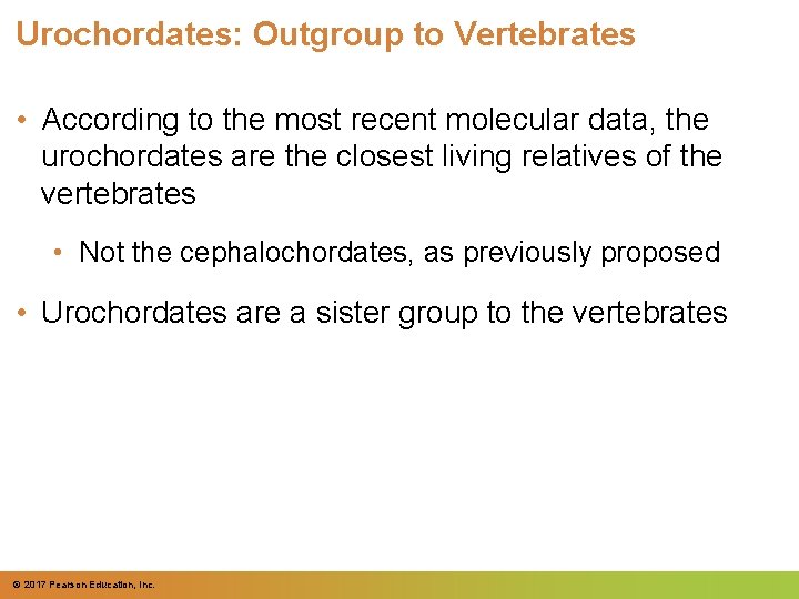 Urochordates: Outgroup to Vertebrates • According to the most recent molecular data, the urochordates Urochordates: Outgroup to Vertebrates • According to the most recent molecular data, the urochordates