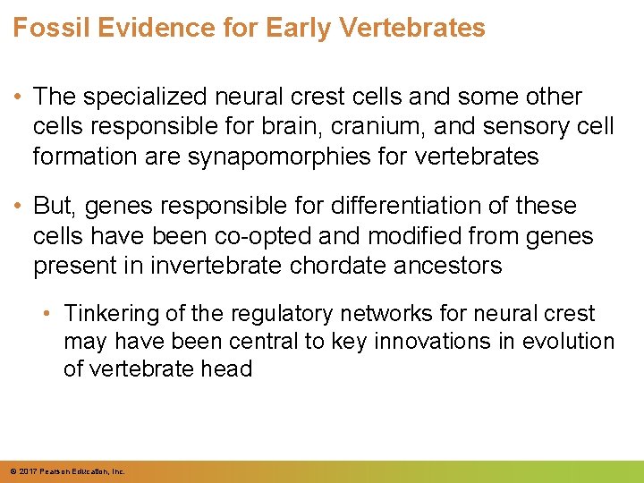 Fossil Evidence for Early Vertebrates • The specialized neural crest cells and some other Fossil Evidence for Early Vertebrates • The specialized neural crest cells and some other