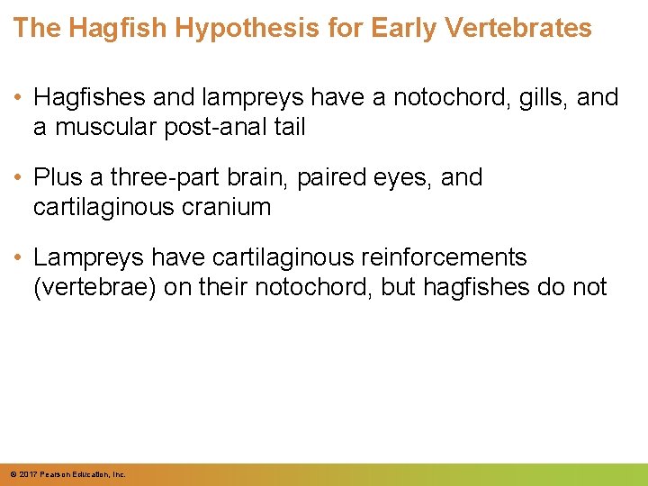 The Hagfish Hypothesis for Early Vertebrates • Hagfishes and lampreys have a notochord, gills, The Hagfish Hypothesis for Early Vertebrates • Hagfishes and lampreys have a notochord, gills,