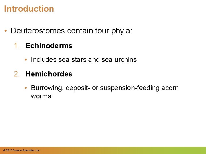 Introduction • Deuterostomes contain four phyla: 1. Echinoderms • Includes sea stars and sea Introduction • Deuterostomes contain four phyla: 1. Echinoderms • Includes sea stars and sea