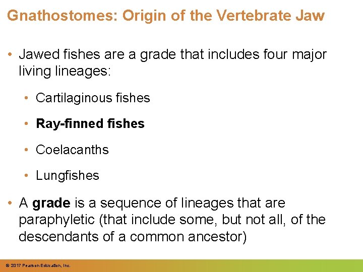 Gnathostomes: Origin of the Vertebrate Jaw • Jawed fishes are a grade that includes Gnathostomes: Origin of the Vertebrate Jaw • Jawed fishes are a grade that includes