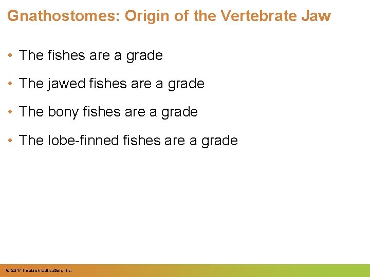 Gnathostomes: Origin of the Vertebrate Jaw • The fishes are a grade • The Gnathostomes: Origin of the Vertebrate Jaw • The fishes are a grade • The