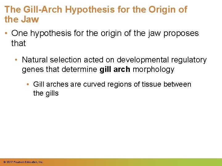 The Gill-Arch Hypothesis for the Origin of the Jaw • One hypothesis for the The Gill-Arch Hypothesis for the Origin of the Jaw • One hypothesis for the