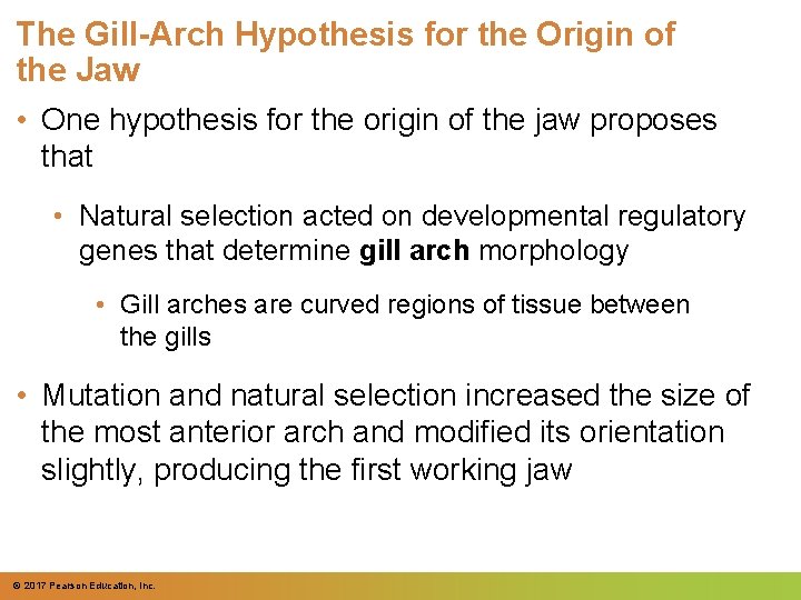 The Gill-Arch Hypothesis for the Origin of the Jaw • One hypothesis for the The Gill-Arch Hypothesis for the Origin of the Jaw • One hypothesis for the