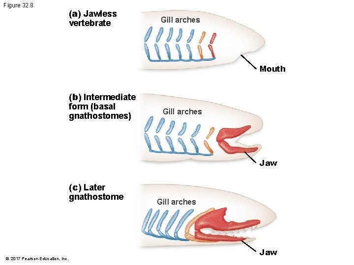 Figure 32. 8 (a) Jawless vertebrate Gill arches Mouth (b) Intermediate form (basal gnathostomes) Figure 32. 8 (a) Jawless vertebrate Gill arches Mouth (b) Intermediate form (basal gnathostomes)