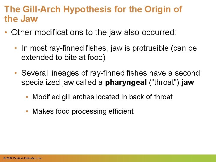 The Gill-Arch Hypothesis for the Origin of the Jaw • Other modifications to the The Gill-Arch Hypothesis for the Origin of the Jaw • Other modifications to the