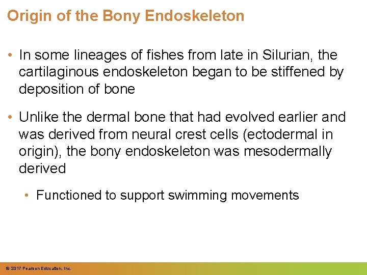Origin of the Bony Endoskeleton • In some lineages of fishes from late in Origin of the Bony Endoskeleton • In some lineages of fishes from late in