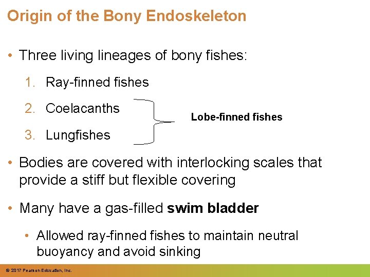 Origin of the Bony Endoskeleton • Three living lineages of bony fishes: 1. Ray-finned Origin of the Bony Endoskeleton • Three living lineages of bony fishes: 1. Ray-finned