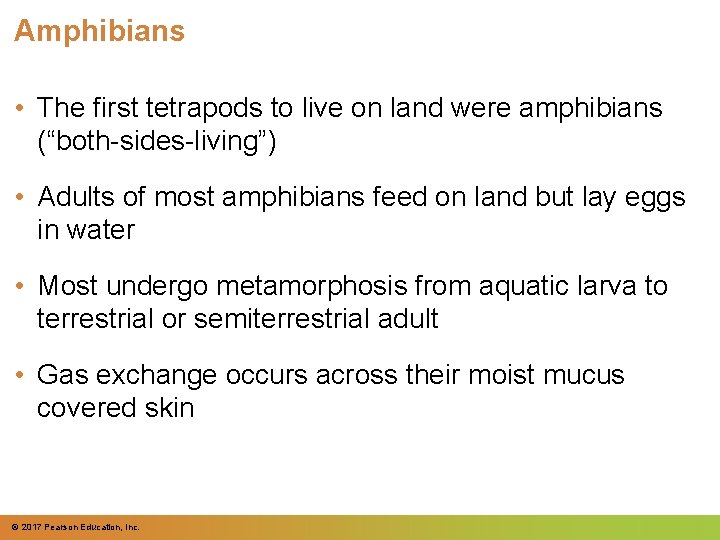 Amphibians • The first tetrapods to live on land were amphibians (“both-sides-living”) • Adults Amphibians • The first tetrapods to live on land were amphibians (“both-sides-living”) • Adults