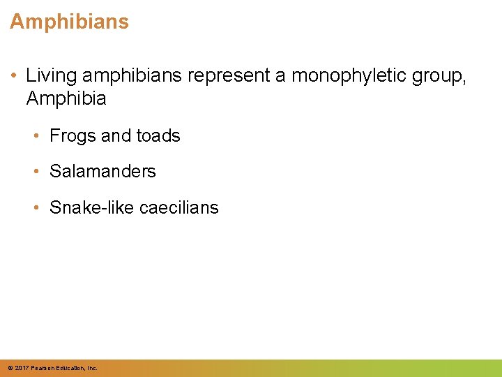 Amphibians • Living amphibians represent a monophyletic group, Amphibia • Frogs and toads • Amphibians • Living amphibians represent a monophyletic group, Amphibia • Frogs and toads •