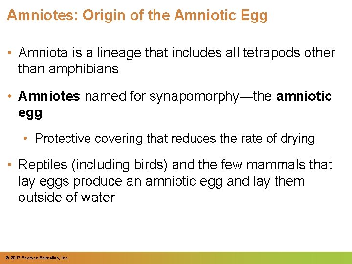 Amniotes: Origin of the Amniotic Egg • Amniota is a lineage that includes all Amniotes: Origin of the Amniotic Egg • Amniota is a lineage that includes all