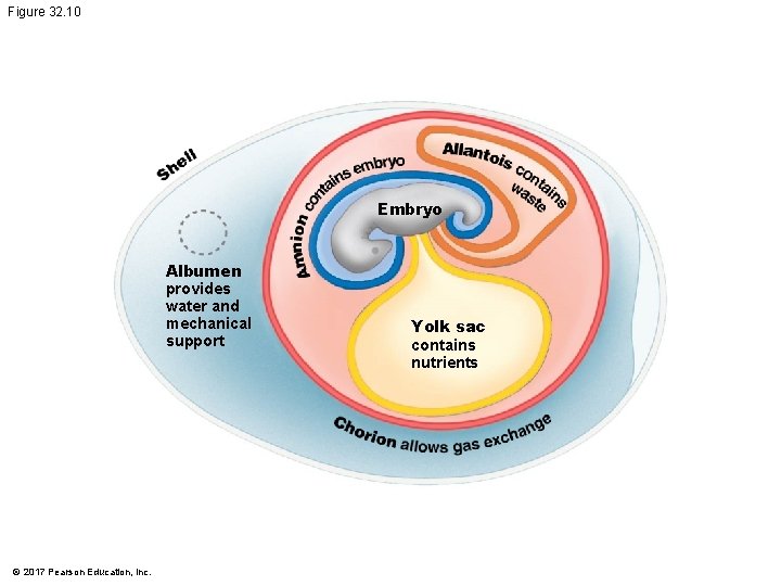 Figure 32. 10 Embryo Albumen provides water and mechanical support © 2017 Pearson Education, Figure 32. 10 Embryo Albumen provides water and mechanical support © 2017 Pearson Education,