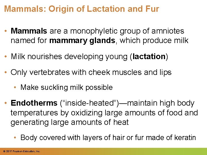 Mammals: Origin of Lactation and Fur • Mammals are a monophyletic group of amniotes Mammals: Origin of Lactation and Fur • Mammals are a monophyletic group of amniotes