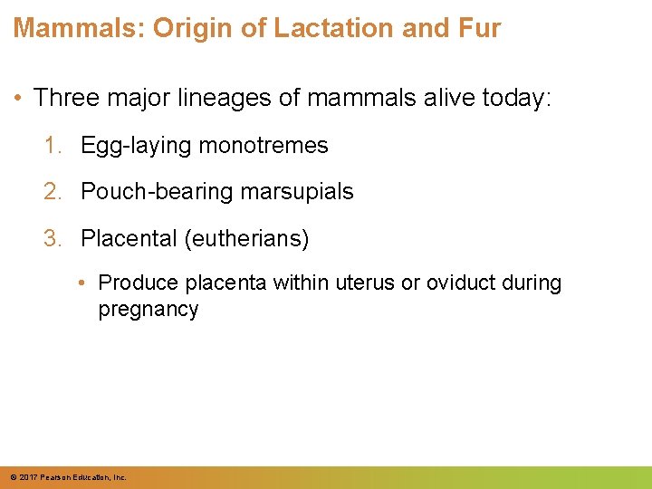 Mammals: Origin of Lactation and Fur • Three major lineages of mammals alive today: Mammals: Origin of Lactation and Fur • Three major lineages of mammals alive today:
