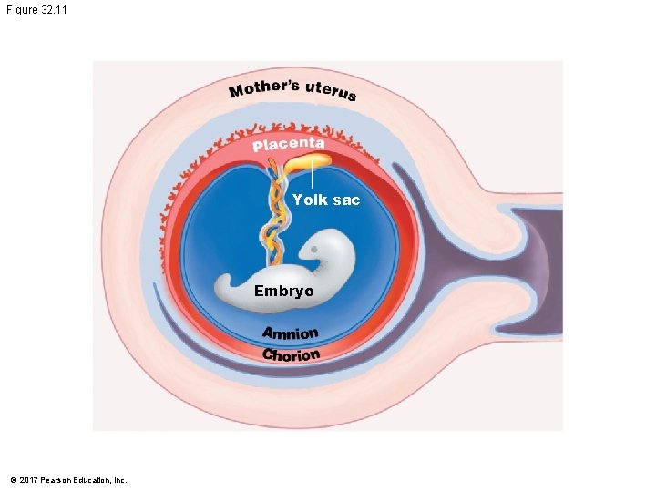 Figure 32. 11 Yolk sac Embryo © 2017 Pearson Education, Inc. Figure 32. 11 Yolk sac Embryo © 2017 Pearson Education, Inc.