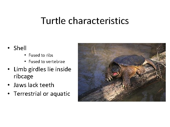 Turtle characteristics • Shell • Fused to ribs • Fused to vertebrae • Limb