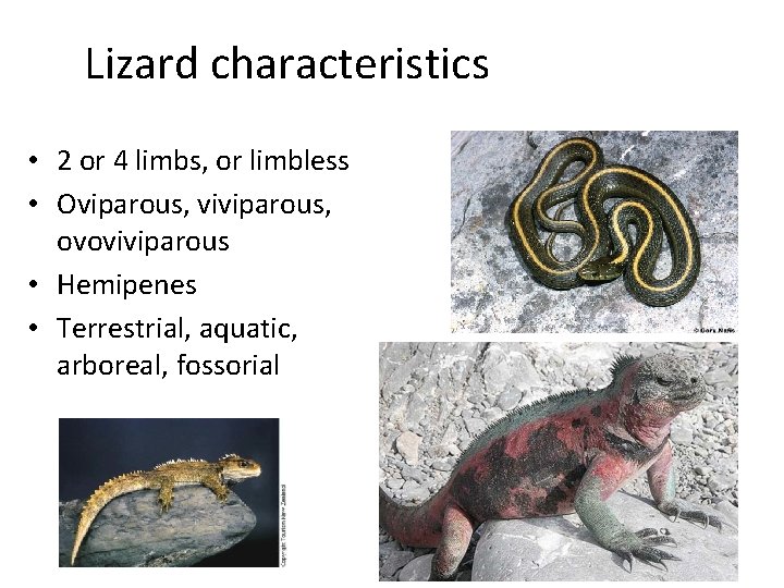 Lizard characteristics • 2 or 4 limbs, or limbless • Oviparous, viviparous, ovoviviparous •