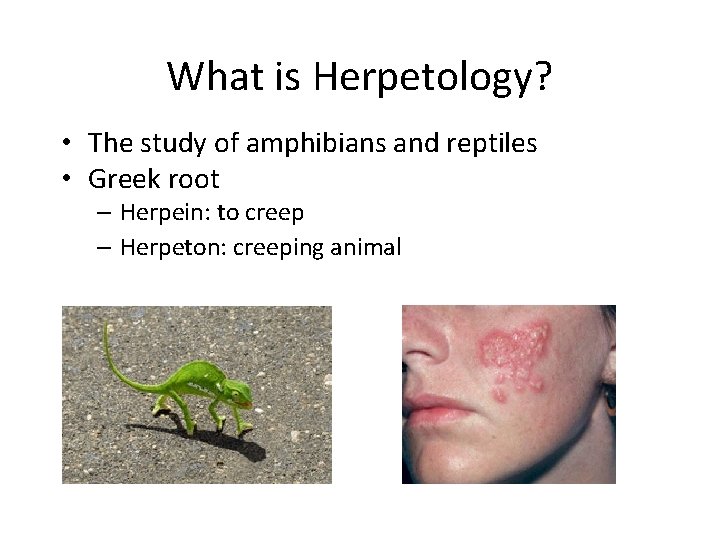 What is Herpetology? • The study of amphibians and reptiles • Greek root –